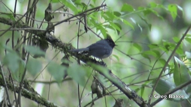 White-tailed Crested Flycatcher - ML201841021