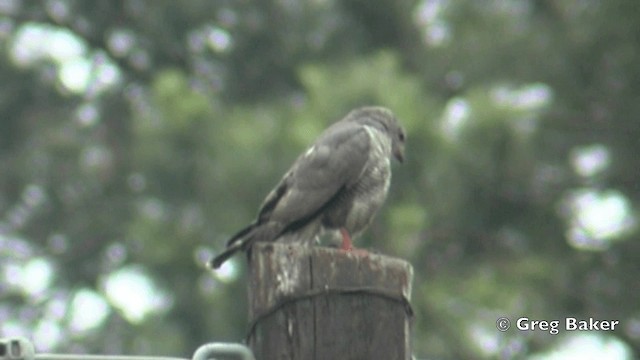 Gabar Goshawk - ML201841041