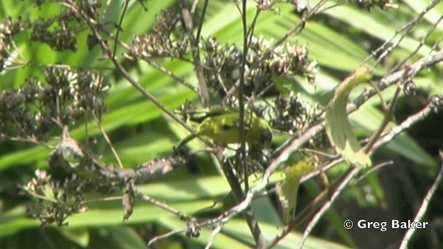 ヒガシムナフヒワ - ML201841061
