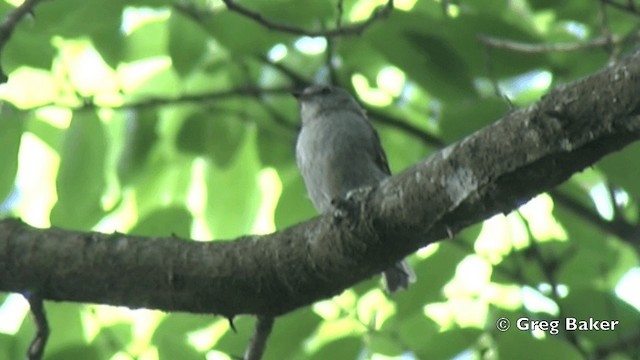 Ashy Flycatcher - ML201841121