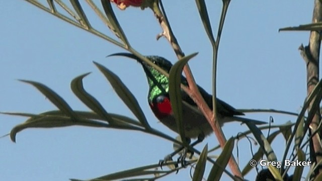 Eastern Miombo Sunbird - ML201841131