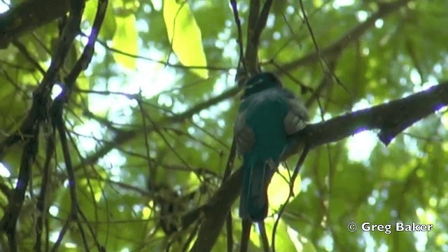 trogon africký - ML201841141