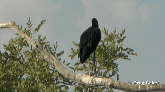 African Openbill - ML201841161