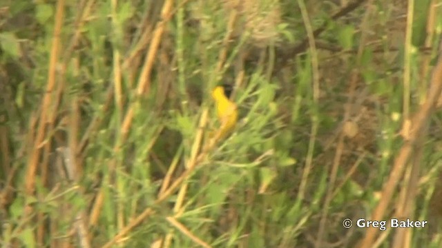 Lesser Masked-Weaver - ML201841171