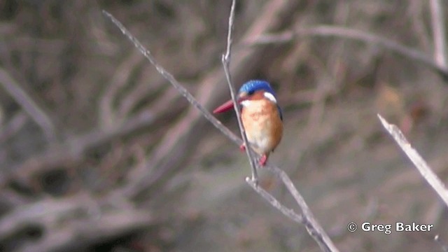 Malachite Kingfisher (Mainland) - ML201841181