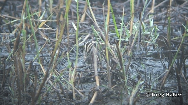 Jack Snipe - ML201841191