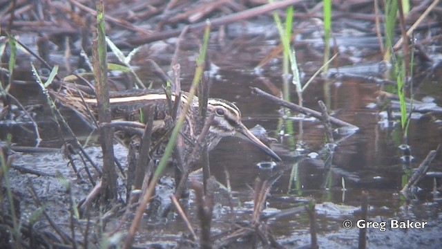 Jack Snipe - ML201841201