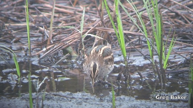 Jack Snipe - ML201841211