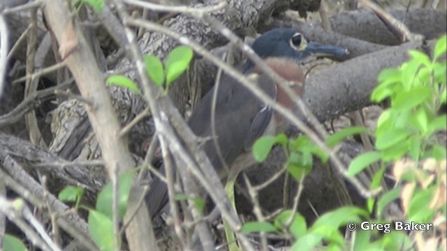 White-backed Night Heron - ML201841231