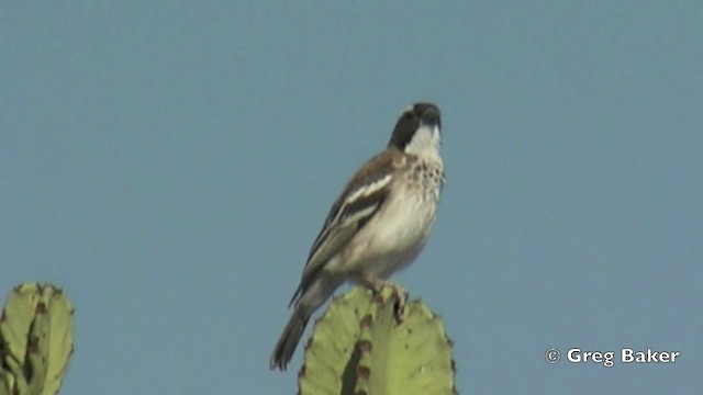 Tejedor Gorrión Cejiblanco (pectoralis) - ML201841311