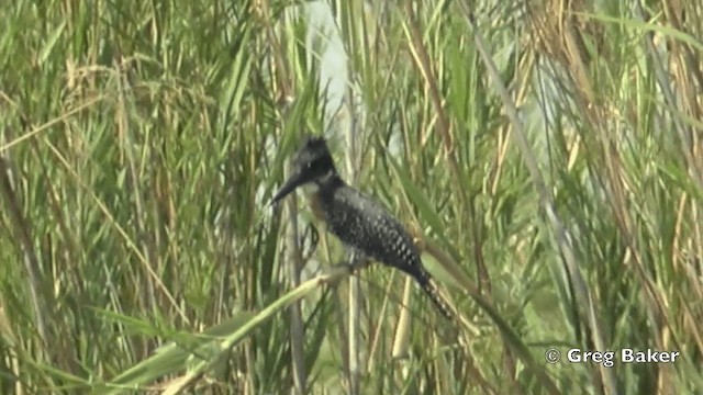 Giant Kingfisher - ML201841331