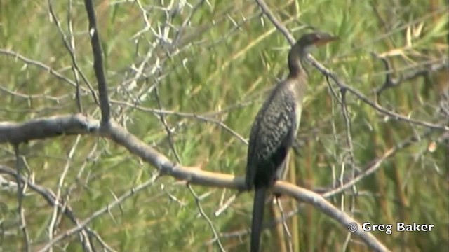 Long-tailed Cormorant - ML201841341