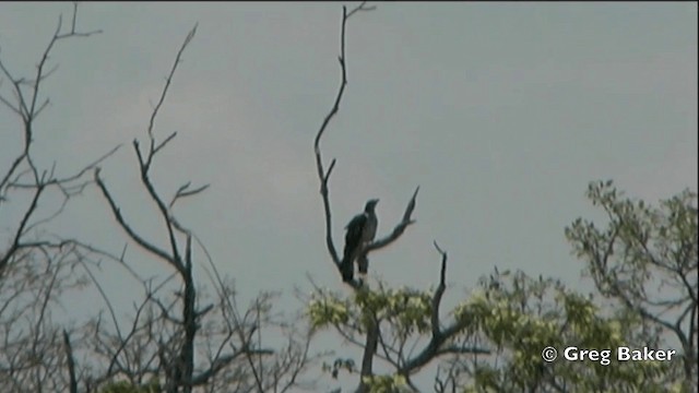 Águila Estriada - ML201841351