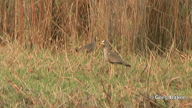 Wattled Lapwing - ML201841361