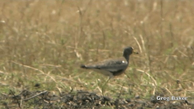 Wattled Lapwing - ML201841371