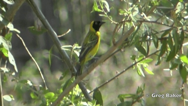 Lesser Masked-Weaver - ML201841381