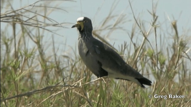 Wattled Lapwing - ML201841441