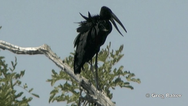 African Openbill - ML201841451