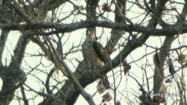 African Hawk-Eagle - ML201841501