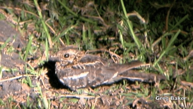 Square-tailed Nightjar - ML201841511