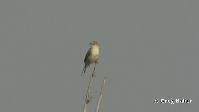 Rufous-winged Cisticola - ML201841531