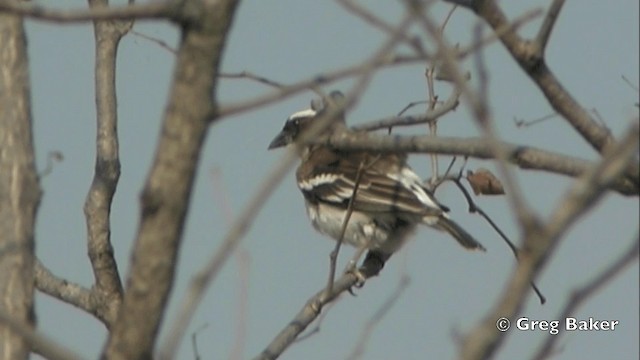 Tejedor Gorrión Cejiblanco (pectoralis) - ML201841541