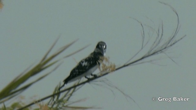 Pied Kingfisher - ML201841551