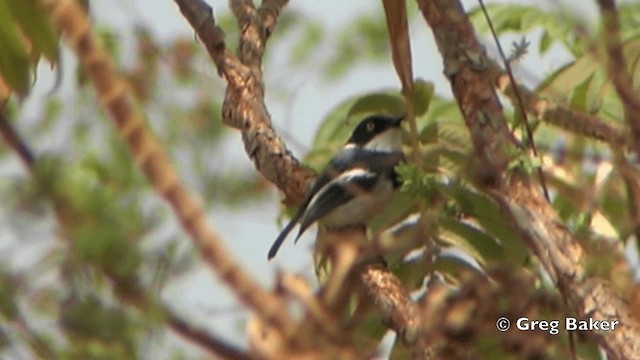 Malawi Batis - ML201841621