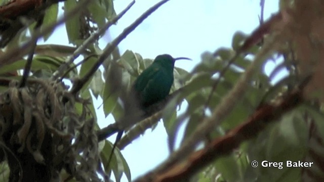 Malachite Sunbird - ML201841671