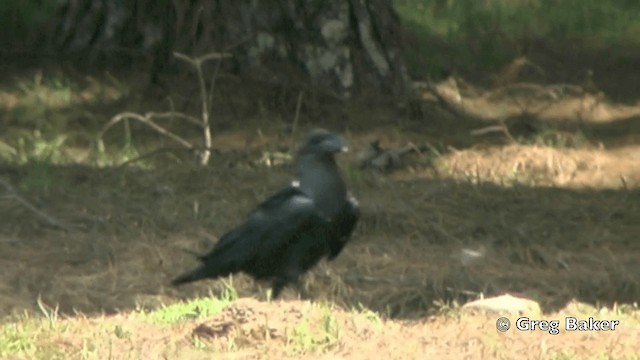 White-necked Raven - ML201841681