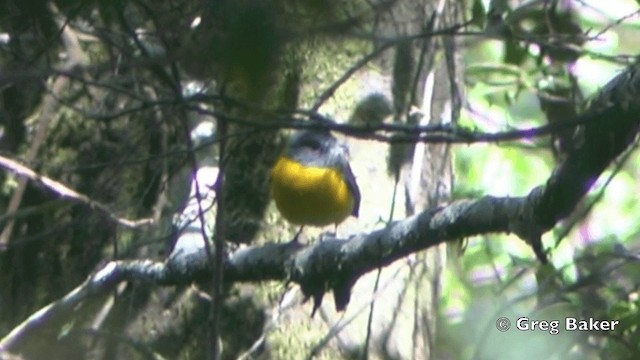 Колоратка чорногорла - ML201841731