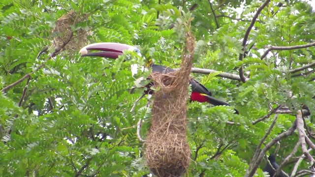 White-throated Toucan (Red-billed) - ML201841801