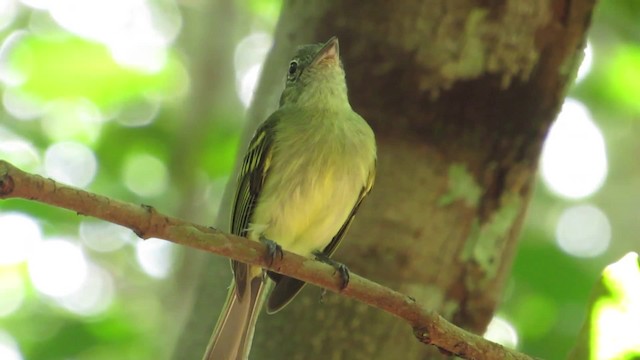 Yellow-margined Flatbill (examinatus) - ML201841841