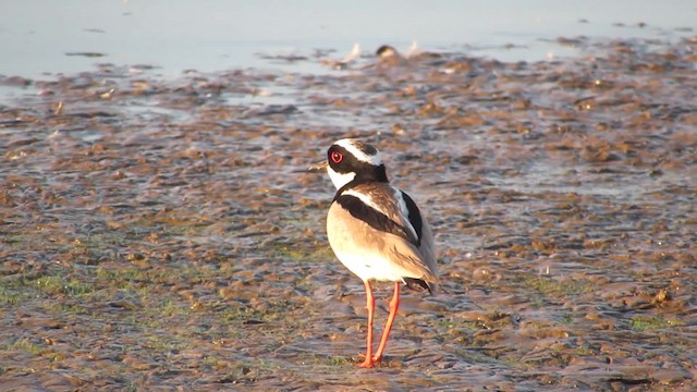 Pied Plover - ML201841891