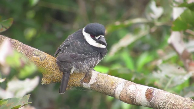 Guianan Puffbird - ML201841901