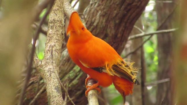 Coq-de-roche orange - ML201841941