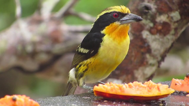 Gilded Barbet - ML201841951