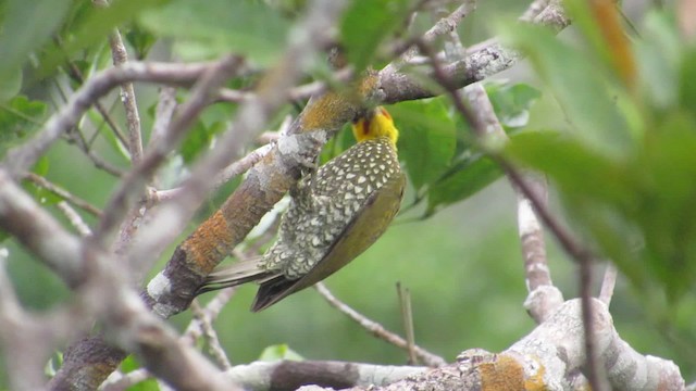 Yellow-throated Woodpecker - ML201841981