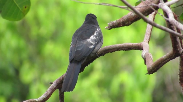 Black Nunbird - ML201841991