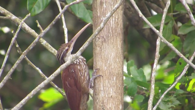 Long-billed Woodcreeper - ML201842001