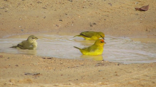 Orange-fronted Yellow-Finch - ML201842011