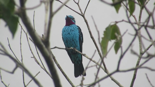 Spangled Cotinga - ML201842031