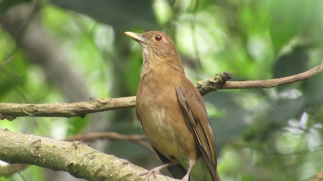 Varzea Thrush - ML201842061