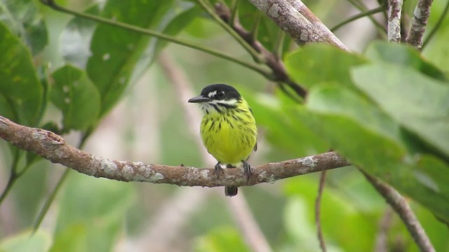 Painted Tody-Flycatcher - ML201842121