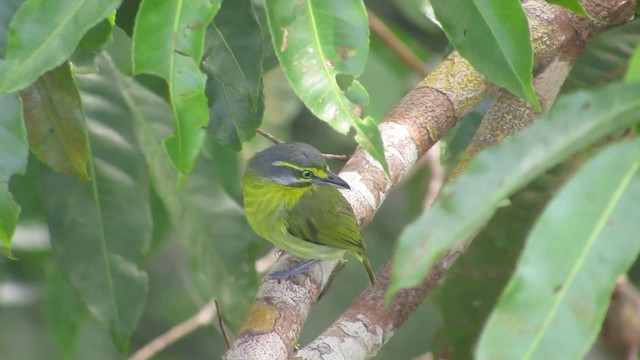 キマユミドリモズ（leucotis グループ） - ML201842131