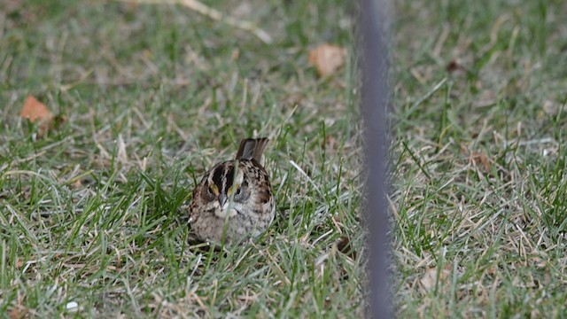 White-throated Sparrow - ML201842161