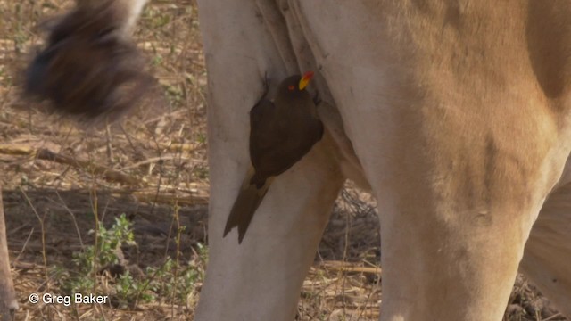 Yellow-billed Oxpecker - ML201842231