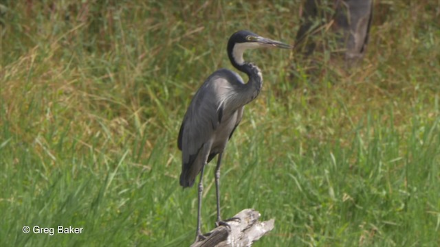 Black-headed Heron - ML201842251