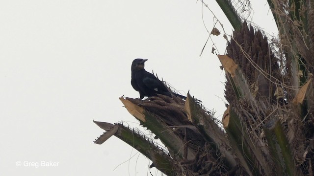 Abubilla Arbórea Verde - ML201842281