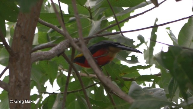 Yellow-crowned Gonolek - ML201842291